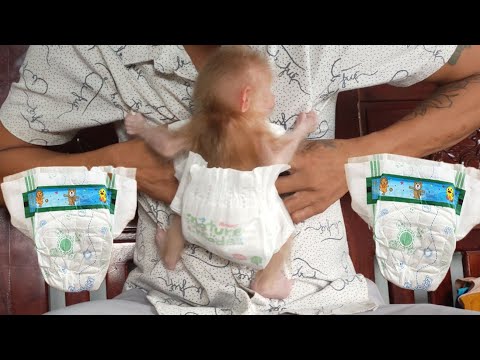 pampers mega pack biedronka