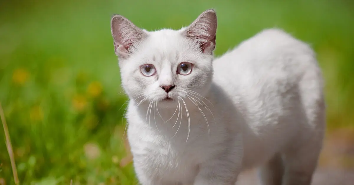 kosz na pieluchy tommee tippee za pobraniem