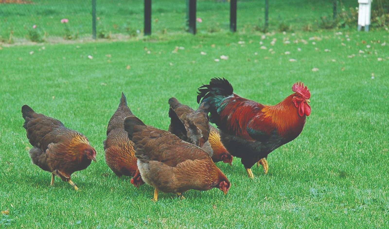 pieluchomajtki dla dorosłych seni refundacja