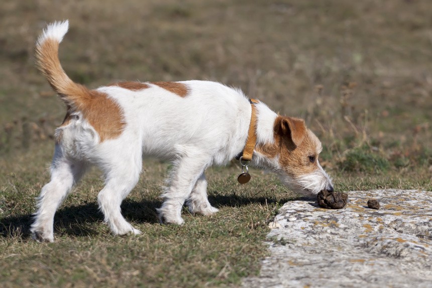 refundacja na pieluchomajtki dla osoby niepełnosprawnej