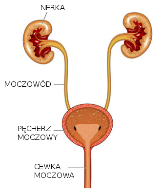 wodootporne pieluchy