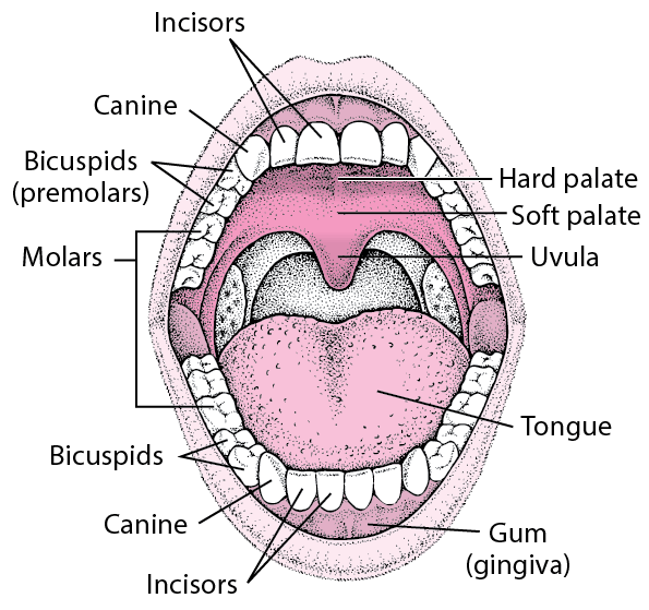 pieluchy dla dorosłych londyn